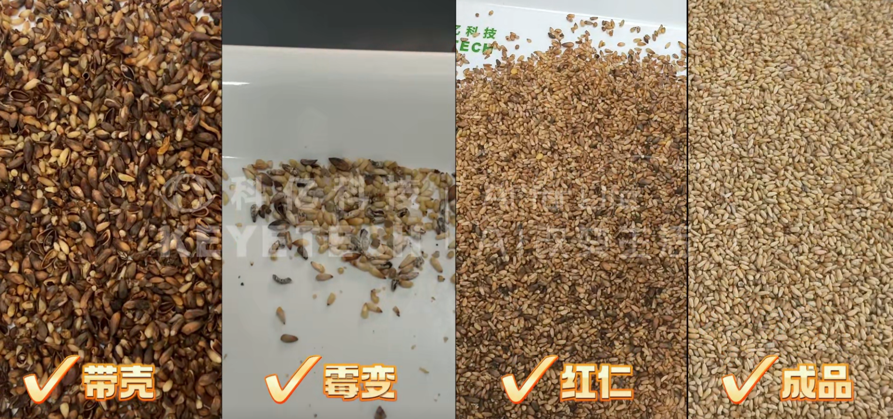 AI立式智能分选机-柏子仁