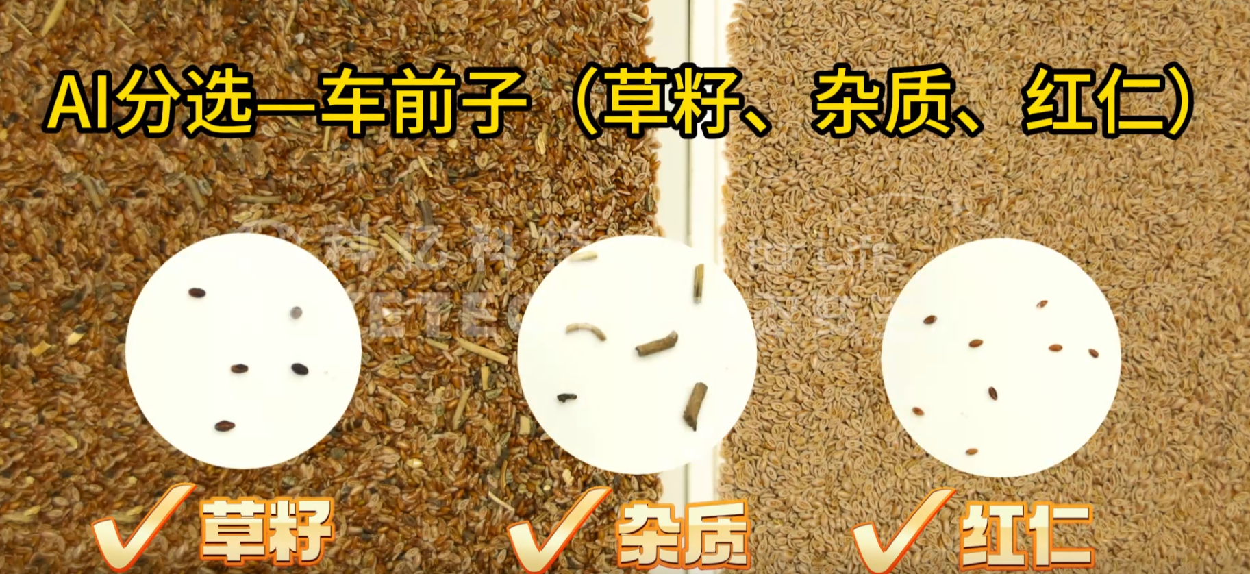 AI立式智能分选机-车前子（草籽、杂质、红仁）