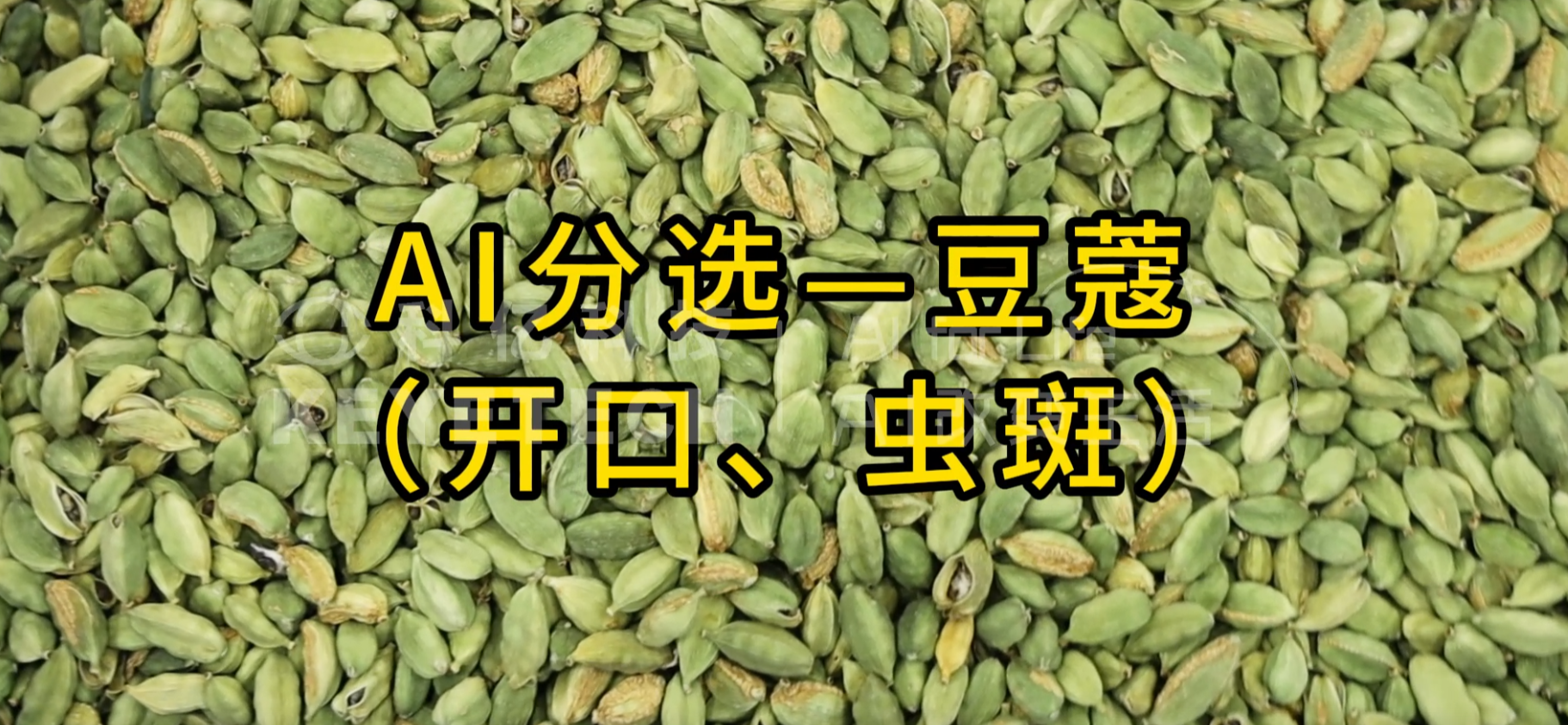 AI立式智能分选机-豆蔻（开口、虫斑）