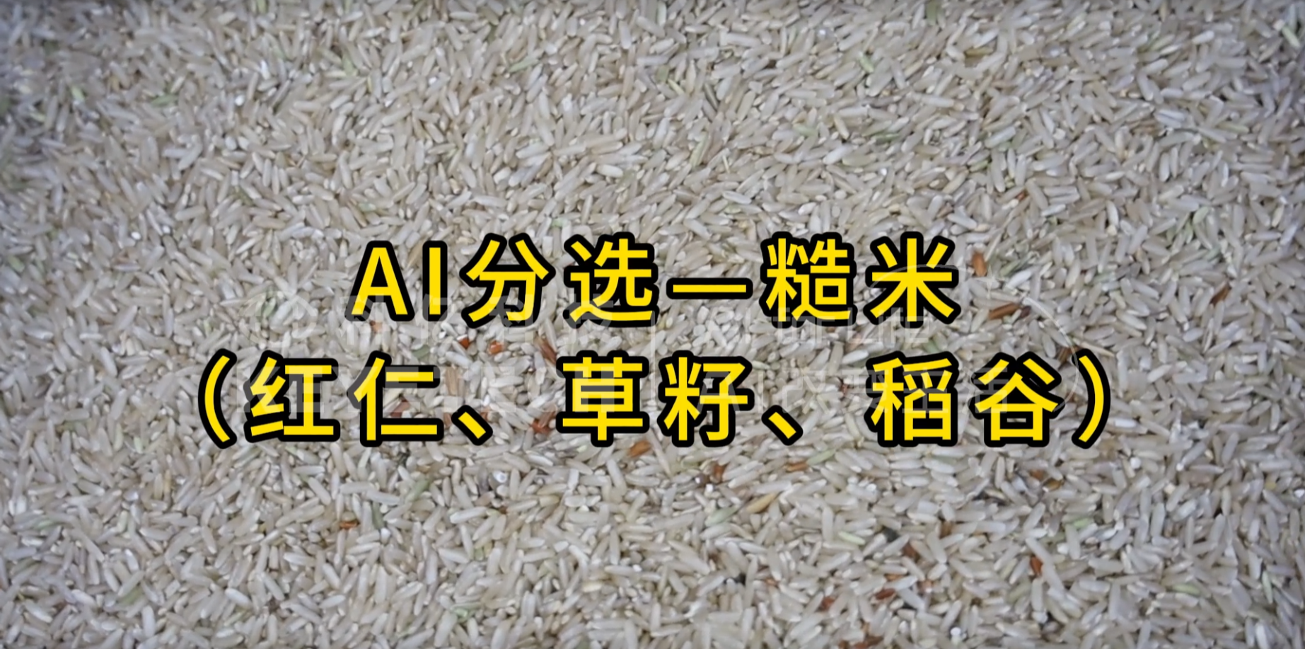 AI立式智能分选机-糙米（红仁、草籽、稻谷）