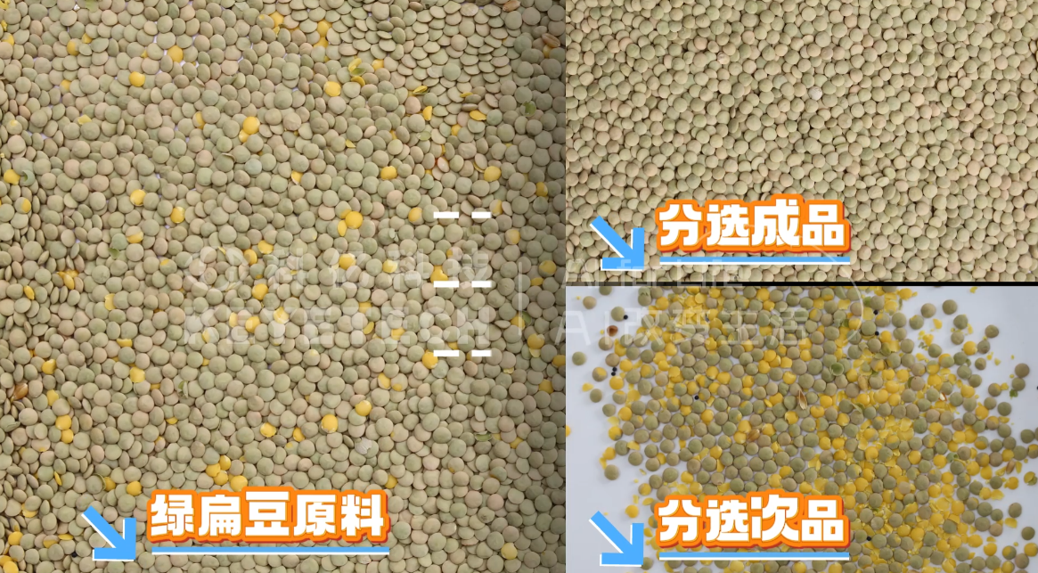AI立式智能分选机-绿扁豆