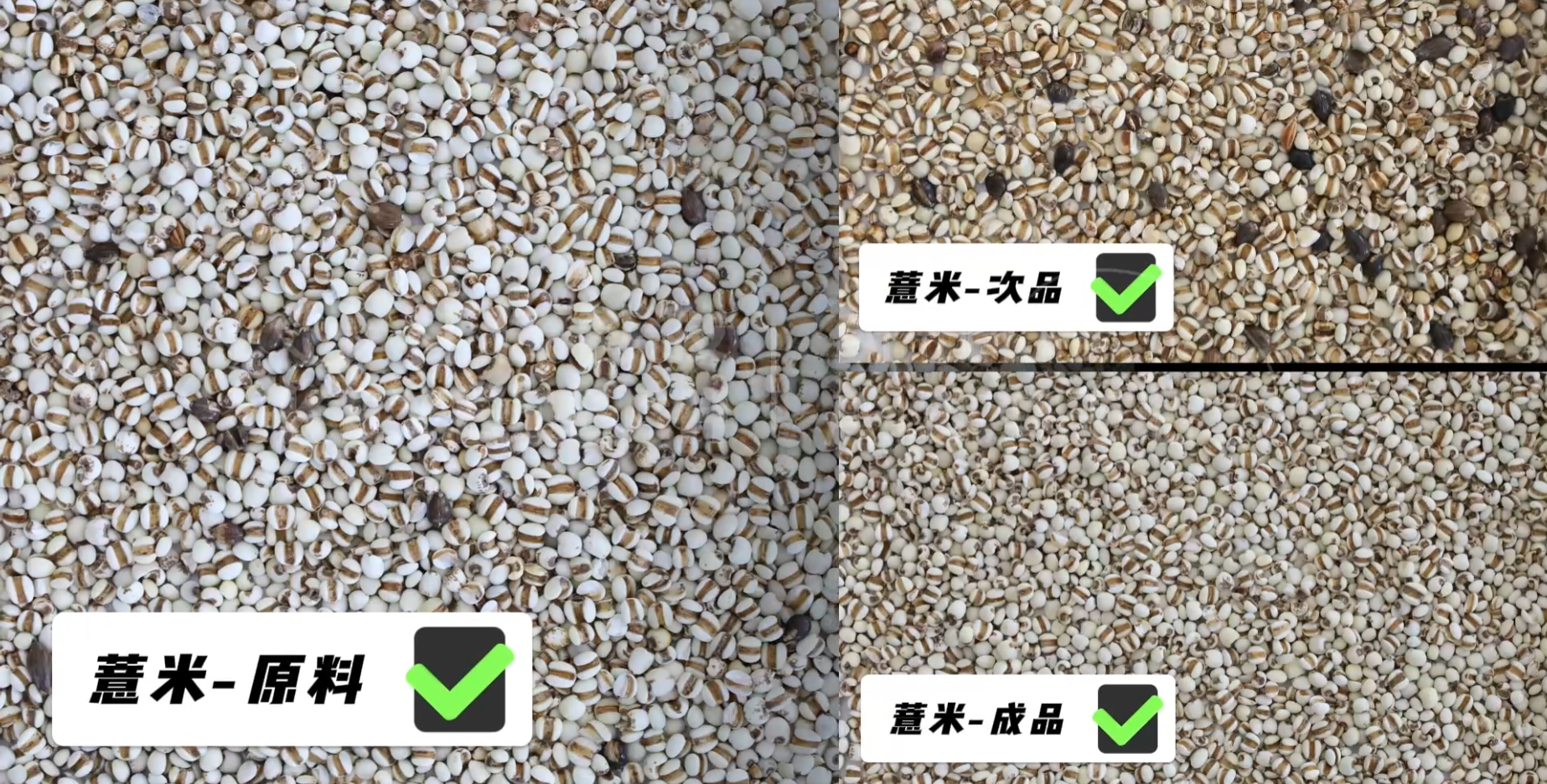 AI立式智能分选机-薏米