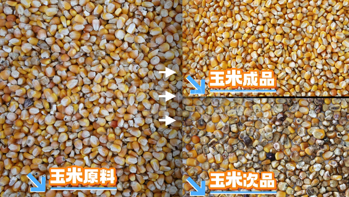 AI立式智能分选机-玉米