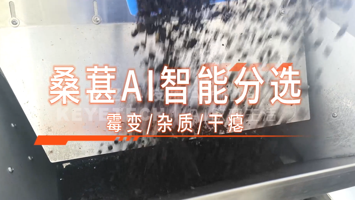 AI履带智能分选机-桑葚