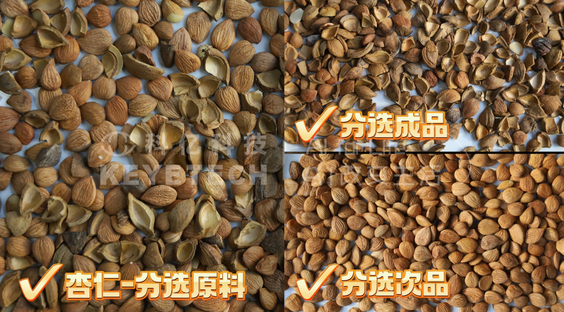 AI履带智能分选机-杏仁（带壳）