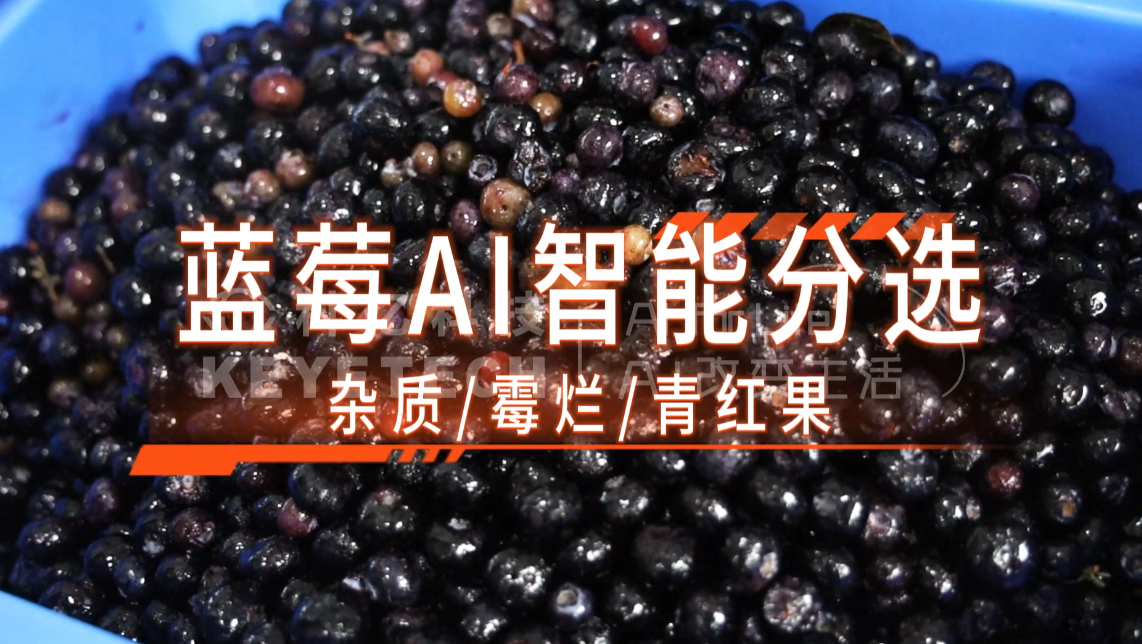 AI履带智能分选-蓝莓