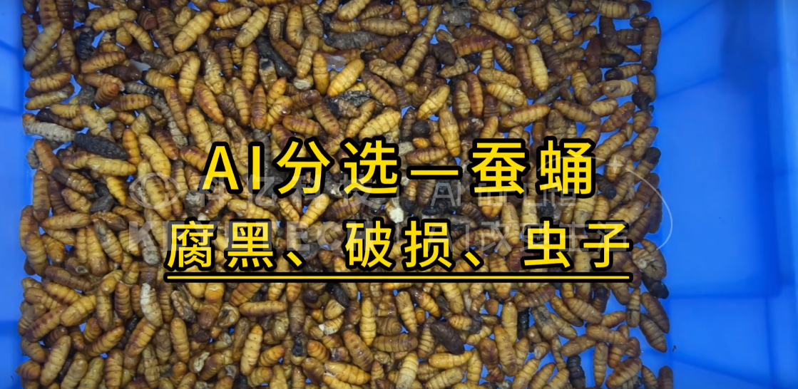 AI履带式智能分选机-蚕蛹（腐黑、破损、虫子）