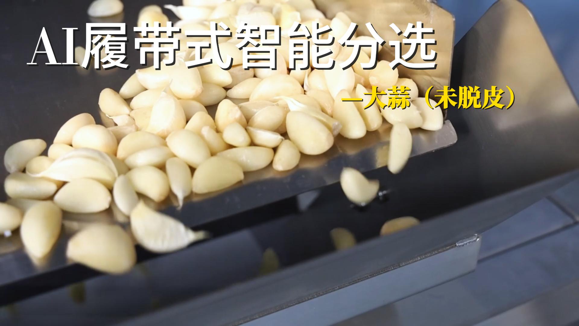 AI履带式智能分选机-大蒜（未脱皮）