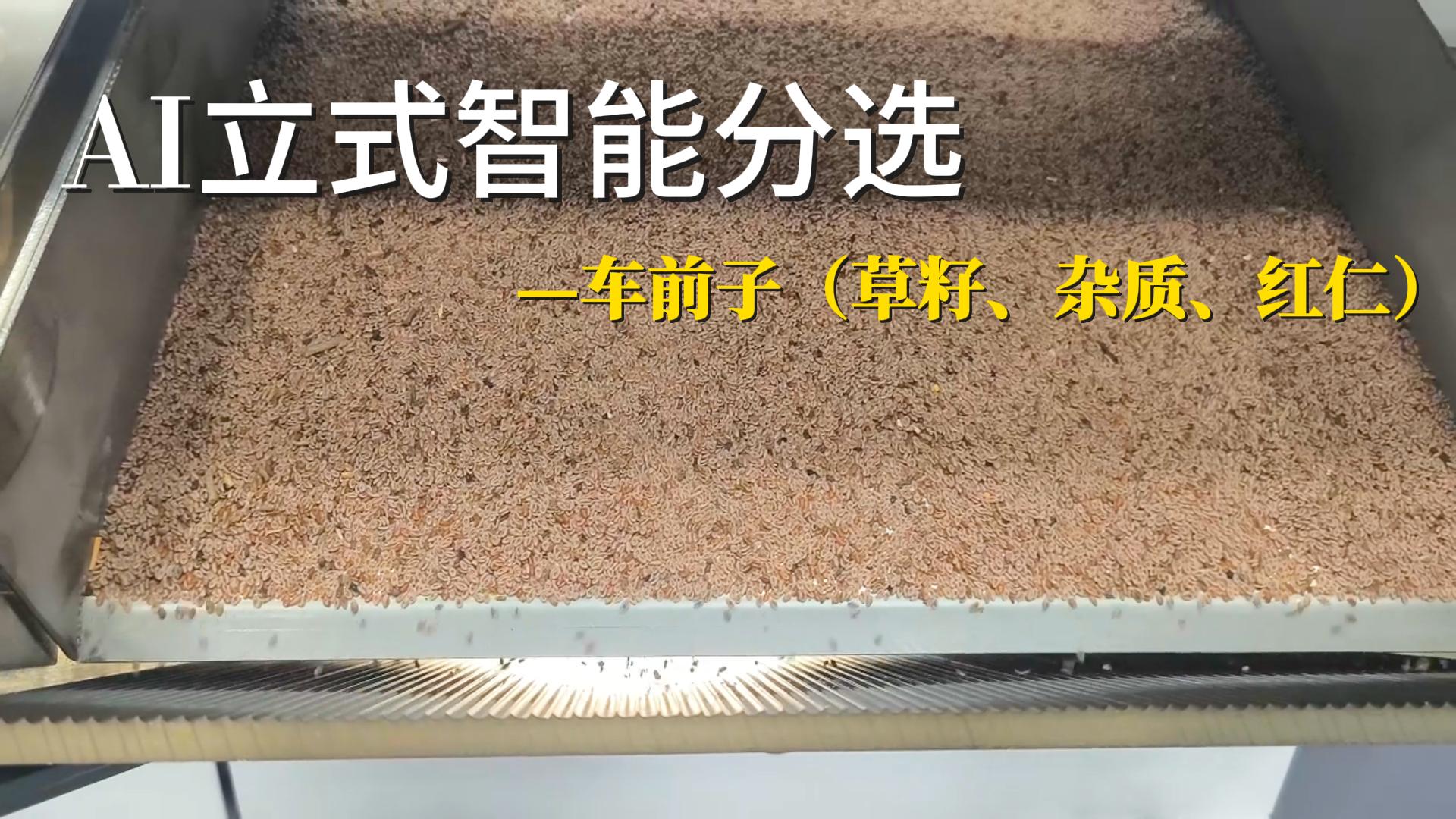AI立式智能分选机-车前子（草籽、杂质、红仁）