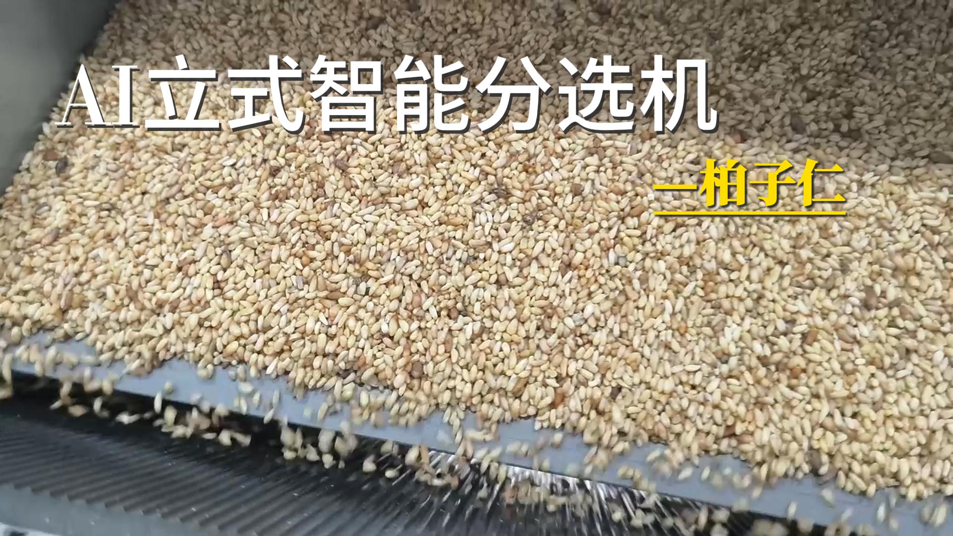 AI立式智能分选机-柏子仁