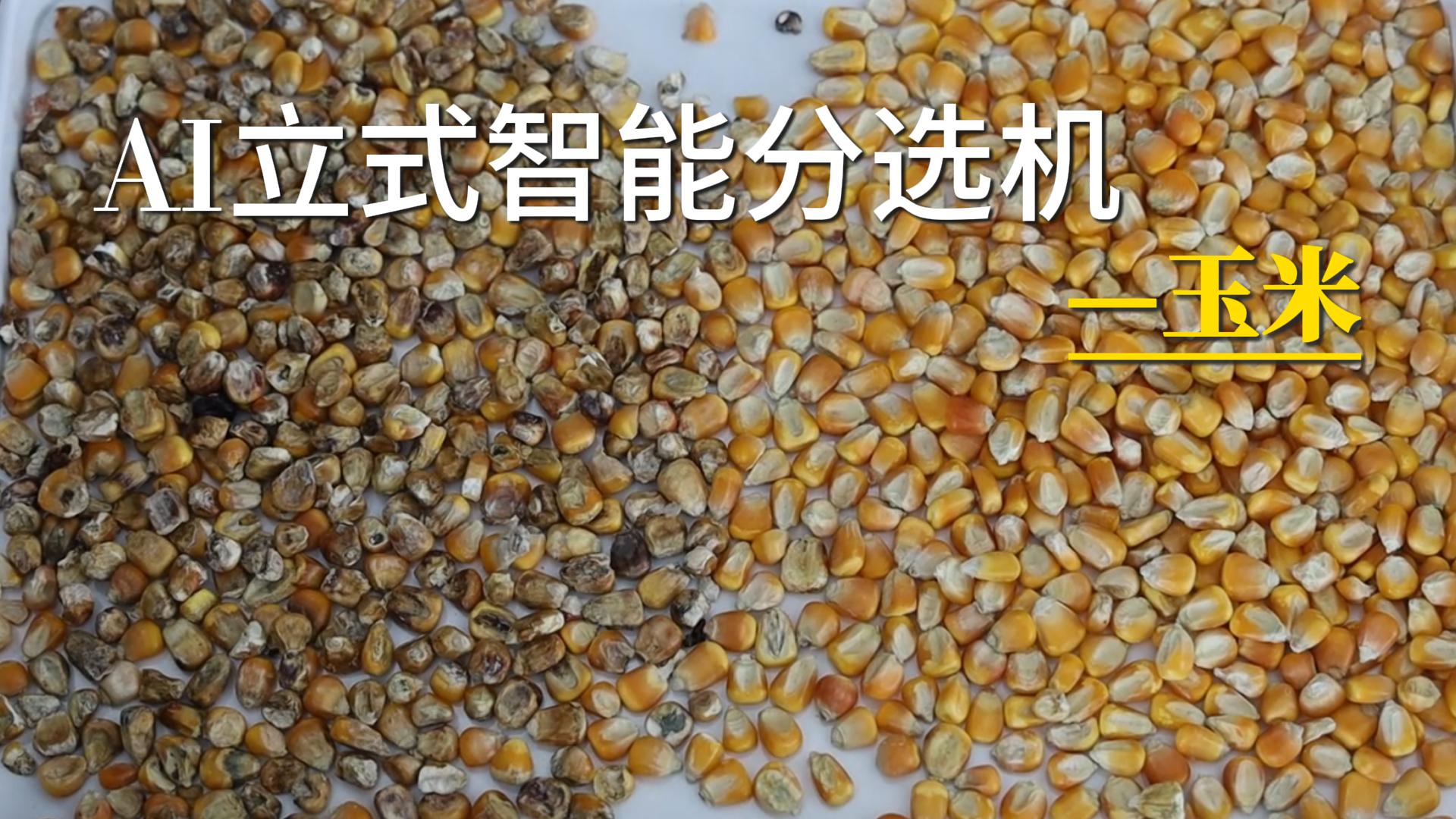 AI立式智能分选机-玉米