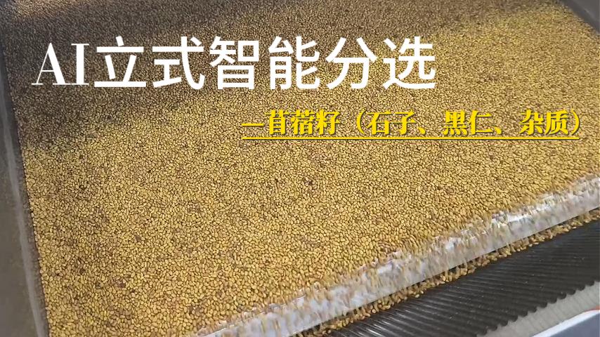 苜蓿籽