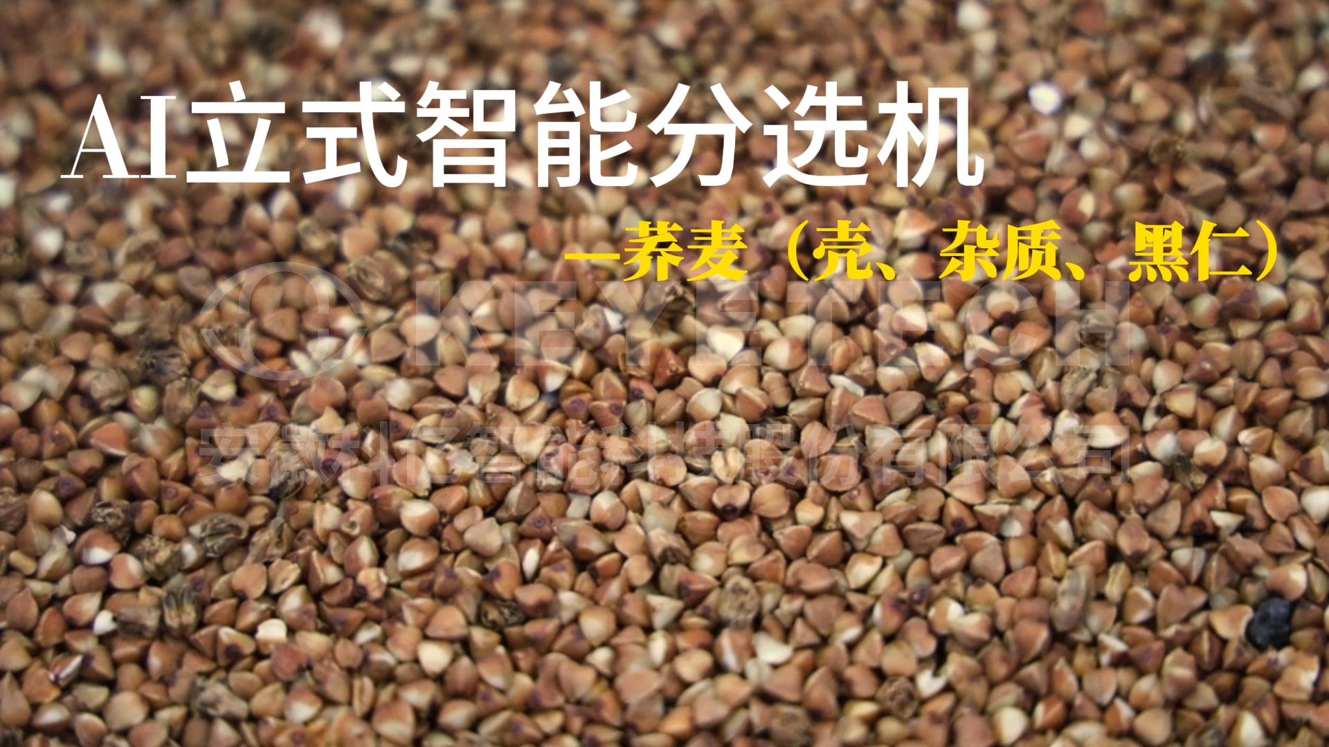 荞麦